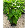 DWC OXYPOT 19L - System hydroponiczny dla 1 rośliny